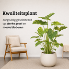 Alocasia Odora Variegata Yellow - 60-80 cm Hoog