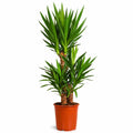 Yucca Elephantipes - 100 - 120cm Hoog