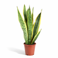Sansevieria Laurentii - 40 - 60cm Hoog
