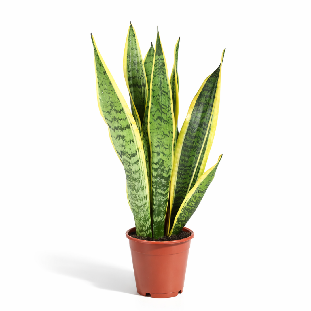 Sansevieria Laurentii - 40 - 60cm Hoog