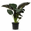 Alocasia Regal Shield - 120 - 140cm Hoog