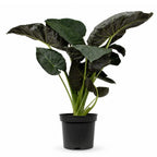 Alocasia Regal Shield - 120 - 140cm Hoog