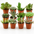 Mix mini vetplanten - 12 stuks