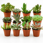 Mix mini vetplanten - 12 stuks