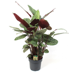 Ctenanthe Oppenheimiana - 80 - 100cm Hoog