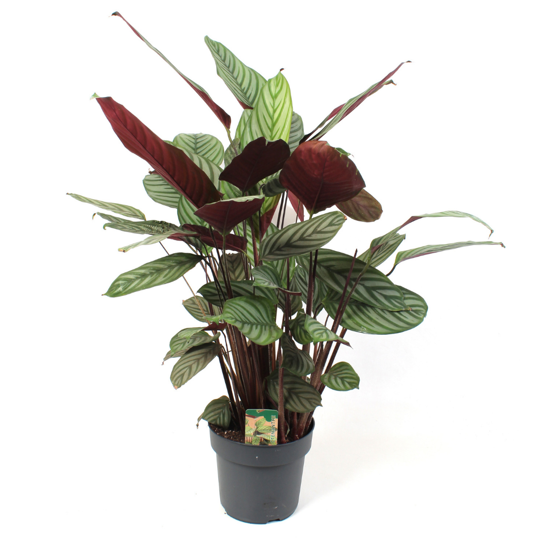 Ctenanthe Oppenheimiana - 80 - 100cm Hoog