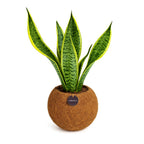 Kokodama Sansevieria - 40 - 60 cm Hoog