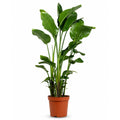 Strelitzia Nicolai - 150 - 170cm Hoog