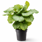 Calathea Orbifolia - 60 - 80cm Hoog