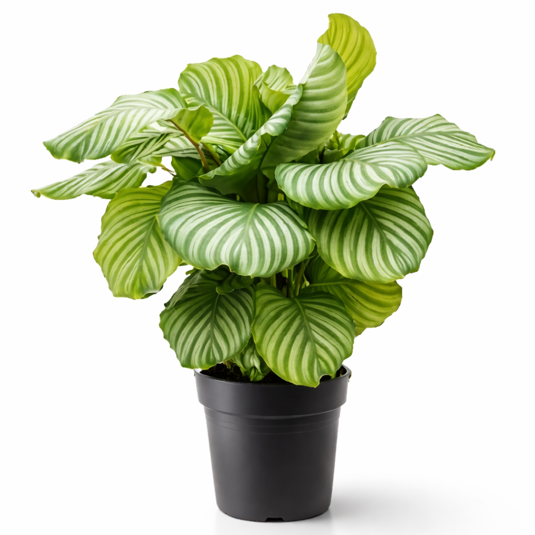 Calathea Orbifolia - 60 - 80cm Hoog