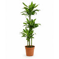 Dracaena Golden Coast - 130 - 150cm Hoog