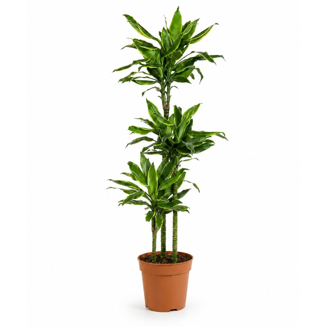 Dracaena Golden Coast - 130 - 150cm Hoog
