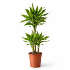 Dracaena Golden Coast - 90 - 110cm Hoog