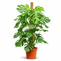 Monstera Deliciosa - 120 - 140cm Hoog