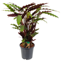 Calathea Rufibarba - 80 - 100cm Hoog