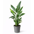 Strelitzia Reginae - 70 - 90cm Hoog