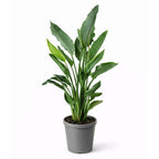Strelitzia Reginae - 70 - 90cm Hoog
