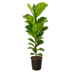 Ficus Lyrata - 100 - 120cm Hoog
