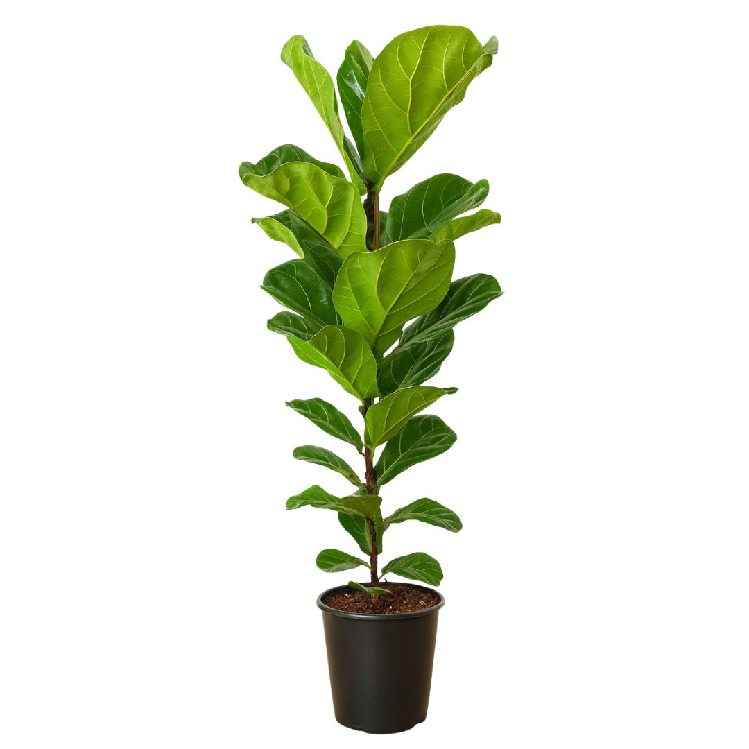 Ficus Lyrata - 100 - 120cm Hoog