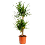 Dracaena Marginata - 90 - 110cm Hoog