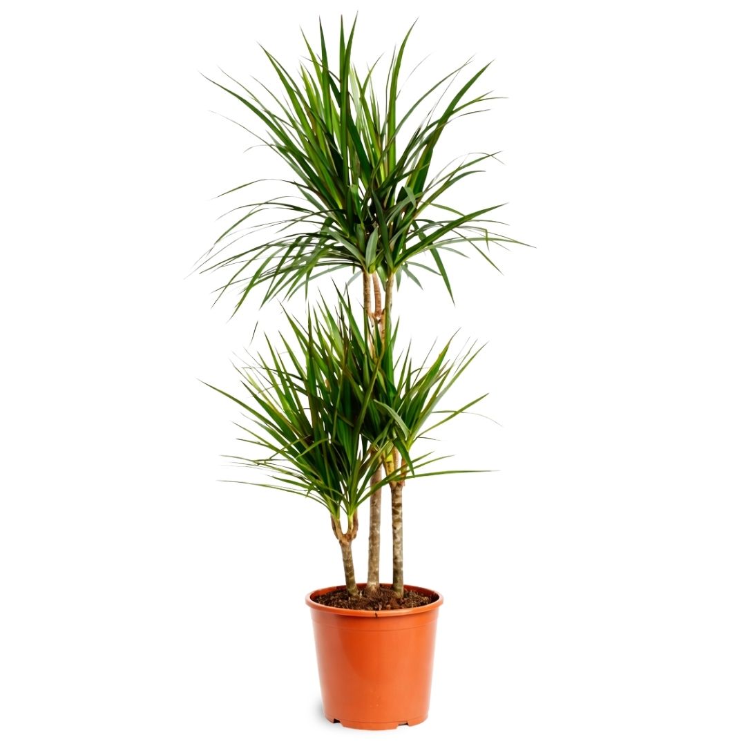 Dracaena Marginata - 90 - 110cm Hoog
