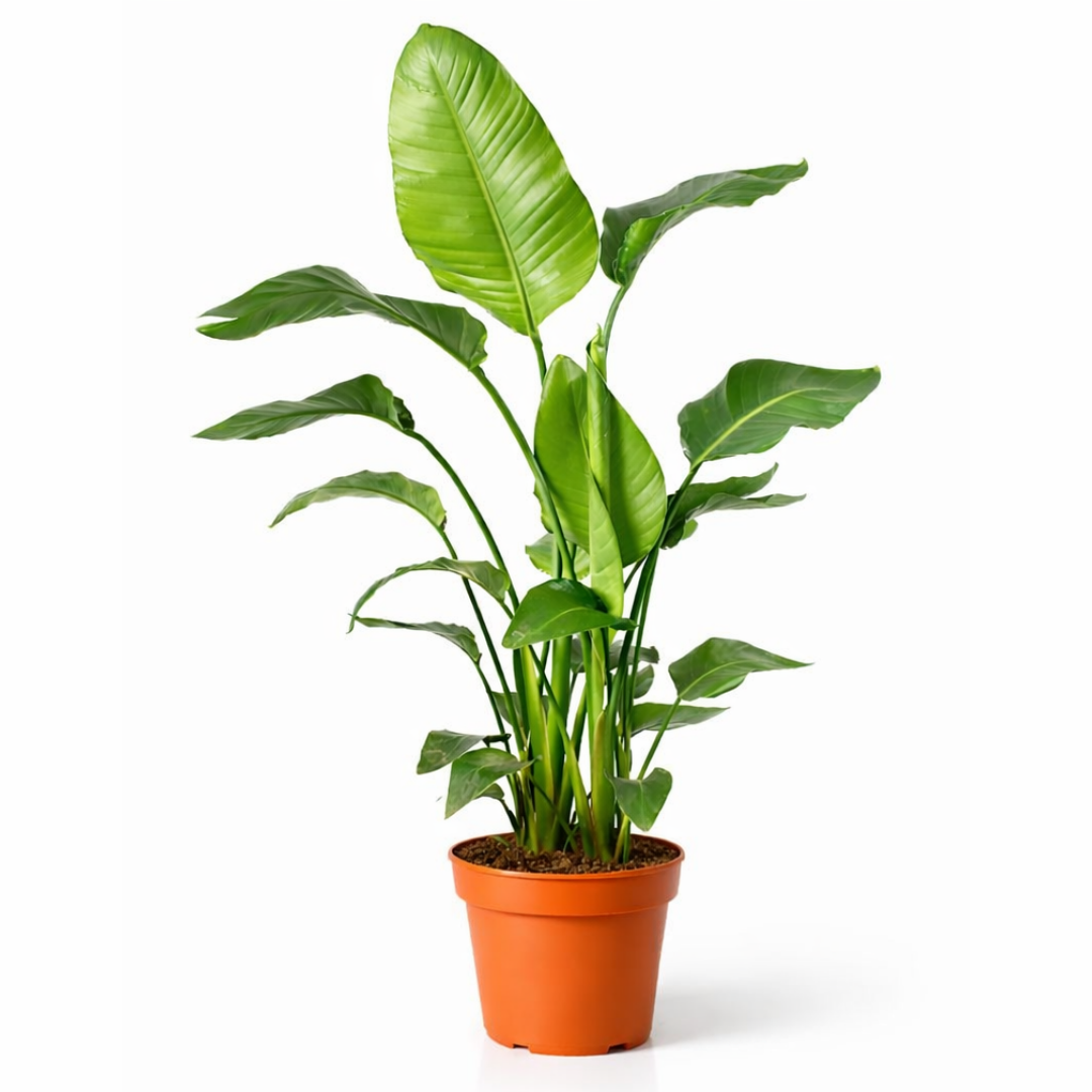 Strelitzia Nicolai - 130 - 150cm Hoog