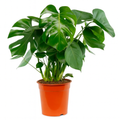 Monstera Deliciosa - 60-80 cm Hoog