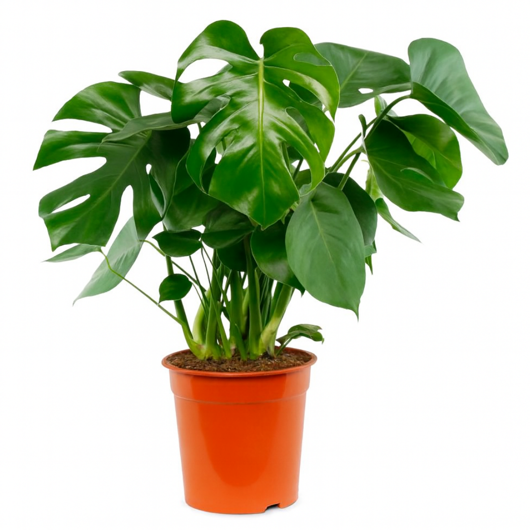 Monstera Deliciosa - 60-80 cm Hoog