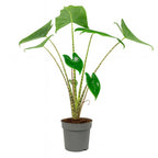 Alocasia Zebrina - 60 - 80 cm Hoog