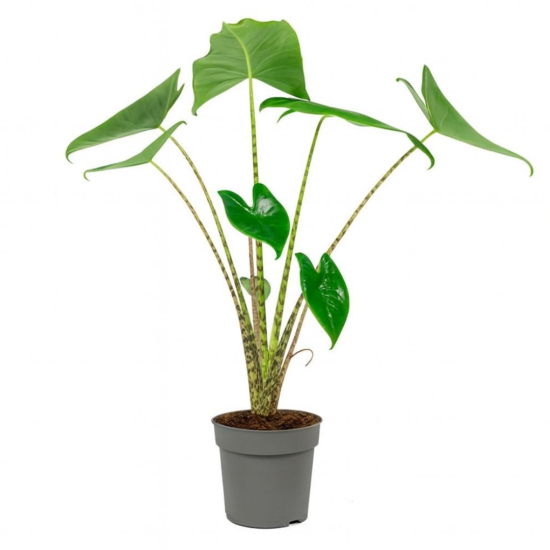Alocasia Zebrina - 60 - 80 cm Hoog