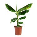 Musa Dwarf Cavendish - 70 - 90cm Hoog