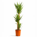 Yucca Elephantipes - 120 - 140cm Hoog