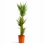 Yucca Elephantipes - 120 - 140cm Hoog