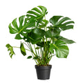 Monstera Deliciosa - 70 - 90cm Hoog