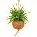 Kokodama Chloropythum - Hanplant