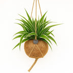 Kokodama Chloropythum - Hanplant