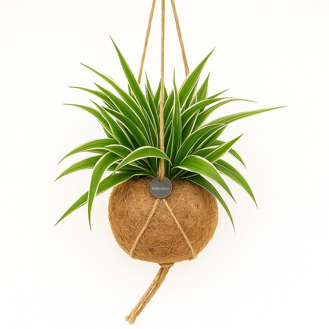 Kokodama Chloropythum - Hanplant