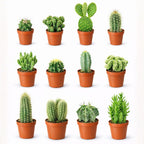 Mini Cactus Mix - 12 Stuks