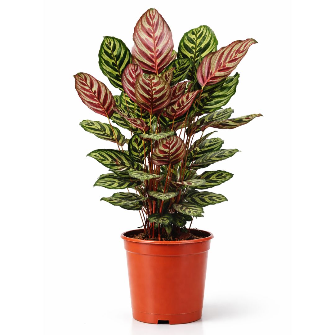 Calathea Makoyana - 75 - 95cm Hoog