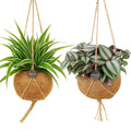 Kokodama Set - Chloropythum - Tradescantia Zebrina