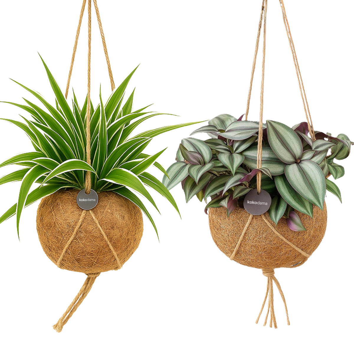 Kokodama Set - Chloropythum - Tradescantia Zebrina