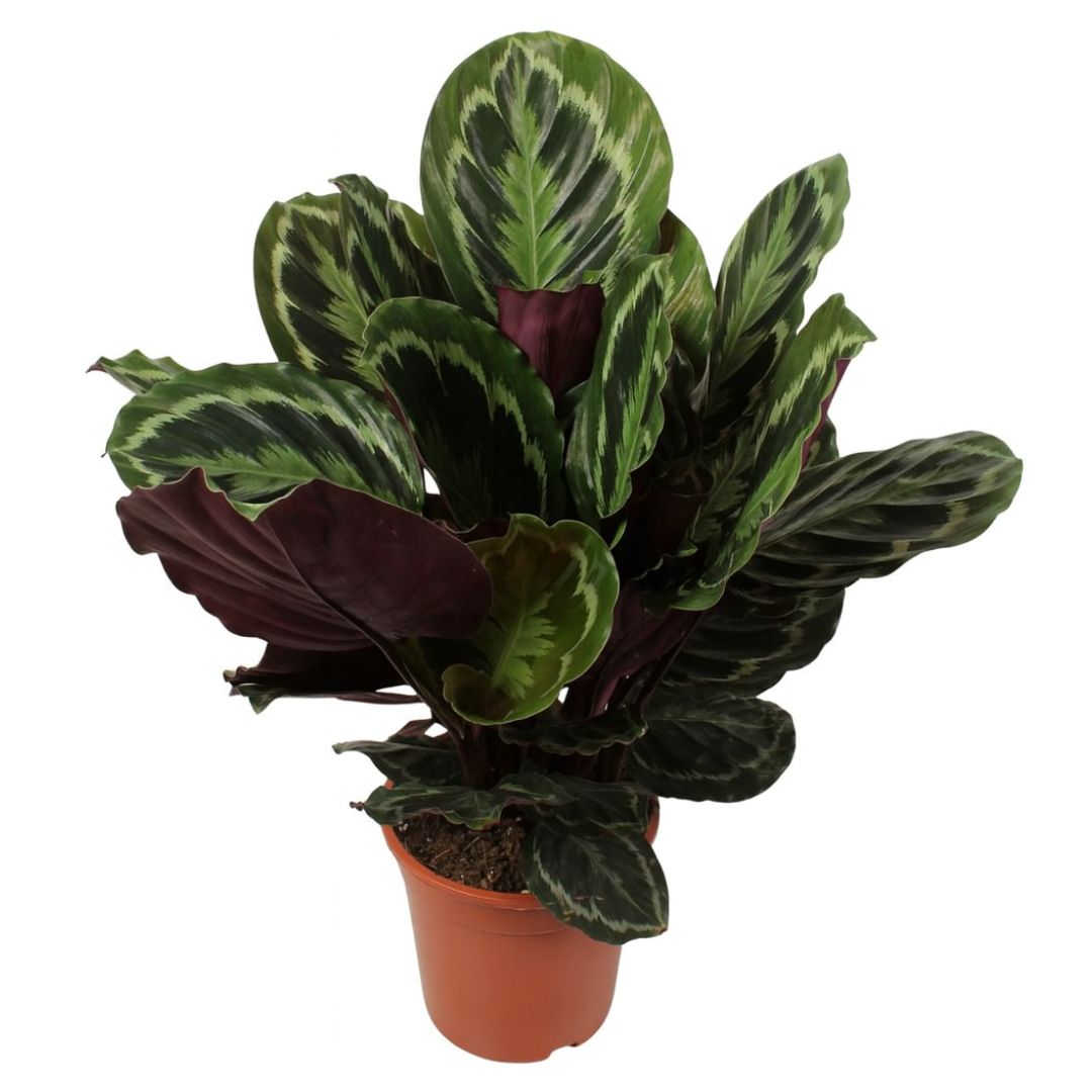 Calathea Medaillon - 70 - 80 cm Hoog