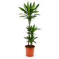 Draceana Janet Lind - 90 - 110 cm
