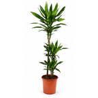 Draceana Janet Lind - 90 - 110 cm