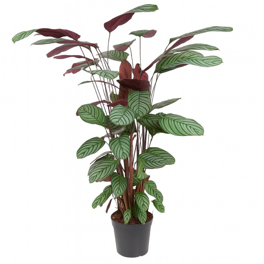 Ctenanthe Oppenheimiana - 100 - 120cm Hoog