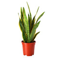 Sansevieria Laurentii - 60 - 80cm Hoog