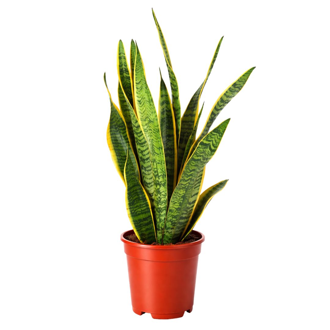Sansevieria Laurentii - 60 - 80cm Hoog