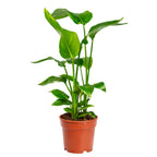 Strelitzia Nicolai - 60 - 80cm Hoog