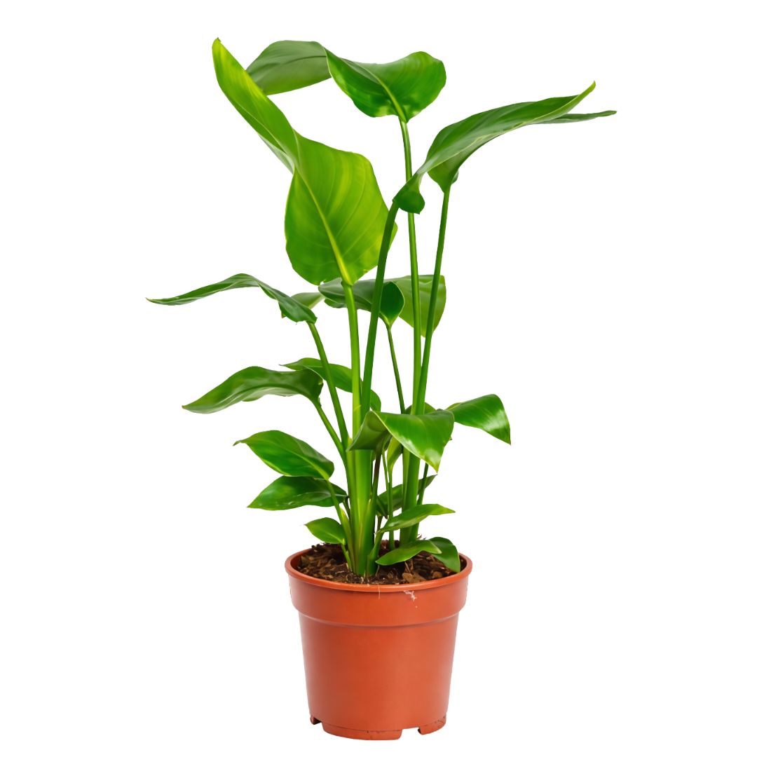 Strelitzia Nicolai - 60 - 80cm Hoog