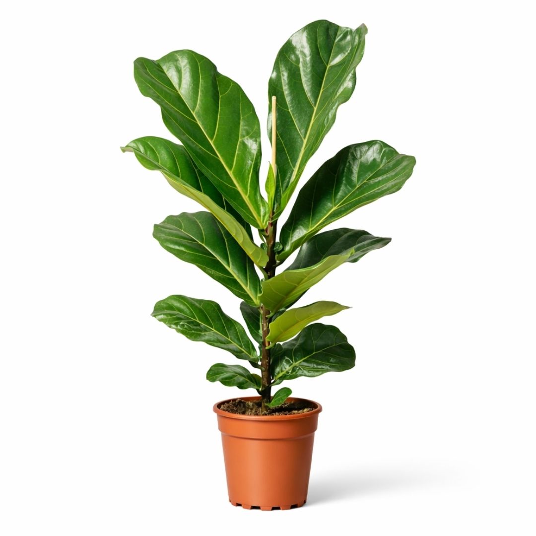 Ficus Lyrata - 70 - 90cm Hoog